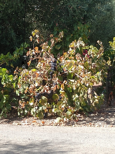 General Store «Dry Creek General Store», reviews and photos, 3495 Dry Creek Rd, Healdsburg, CA 95448, USA