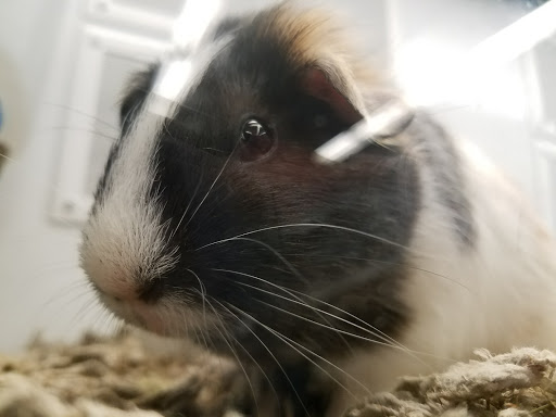 Pet Supply Store «Petco Animal Supplies», reviews and photos, 45205 Worth Ave, California, MD 20619, USA