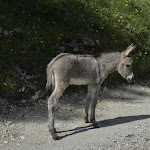 Photo n°2 de l'avis de Luigino.o fait le 11/08/2021 à 07:51 sur le  Malga Melegnon à Arsiero