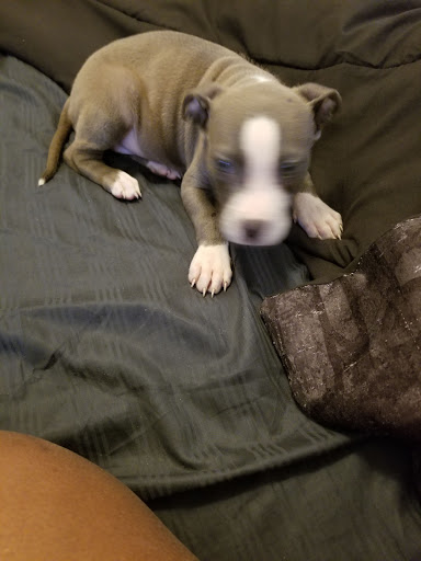 Pet Supply Store «PetSmart», reviews and photos, 198 Promenade Blvd, Flowood, MS 39232, USA