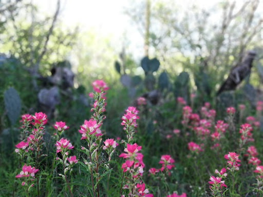 Nature Preserve «Jackson Nature Park», reviews and photos, 9284 County Rd 401, Stockdale, TX 78160, USA
