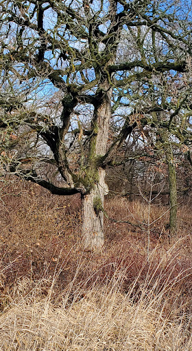 Raven Glen West Forest Preserve