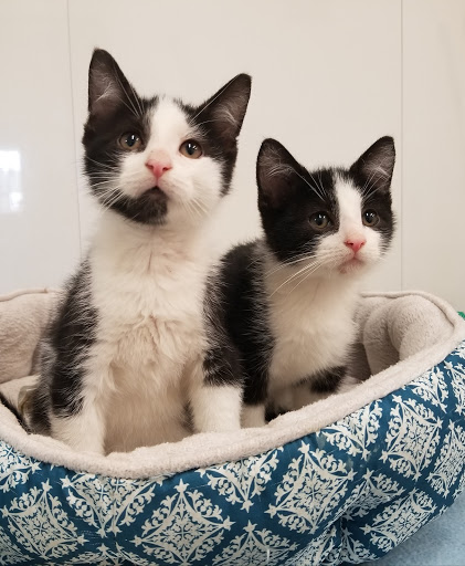 Critter Junction Pet Rescue image