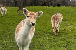Clissold Park Deer image