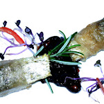 Photo n°1 de l'avis de Gustav.c fait le 20/10/2019 à 12:25 sur le  Mandracchio Bistrot à Grado