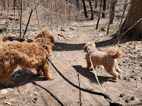 Park Slope Pups - Photo 4 - Car repair in , New York