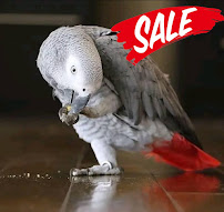 Pikapet Petshop - Photo 6 - Car repair in Tallahassee, FL, Tallahassee