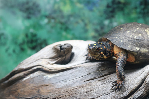 Nature Preserve «Three Lakes Park & Nature Center», reviews and photos, 400 Sausiluta Dr, Richmond, VA 23227, USA