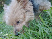 Luci Girls Dog Walking - Photo 2 - Car repair in , Newport News