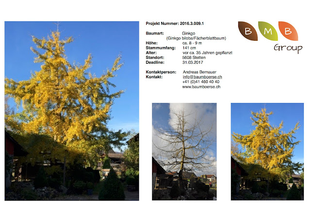 Grossbaumverpflanzung BMB Group - Luzern