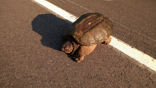 Nature Preserve «Eldora Nature Preserve», reviews and photos, 2350 NJ-47, Delmont, NJ 08314, USA