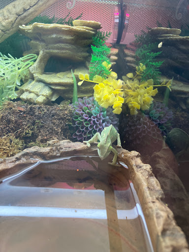 Pet Supply Store «PetSmart», reviews and photos, 160 Wadsworth Blvd, Lakewood, CO 80226, USA