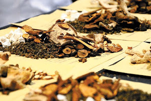 Empirical Health - Chinese Herbal Medicine