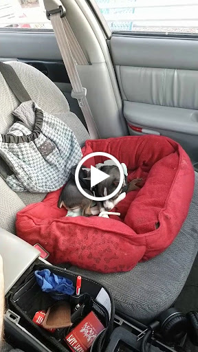 Pet Supply Store «PetSmart», reviews and photos, 2801 Pine Lake Rd, Lincoln, NE 68516, USA