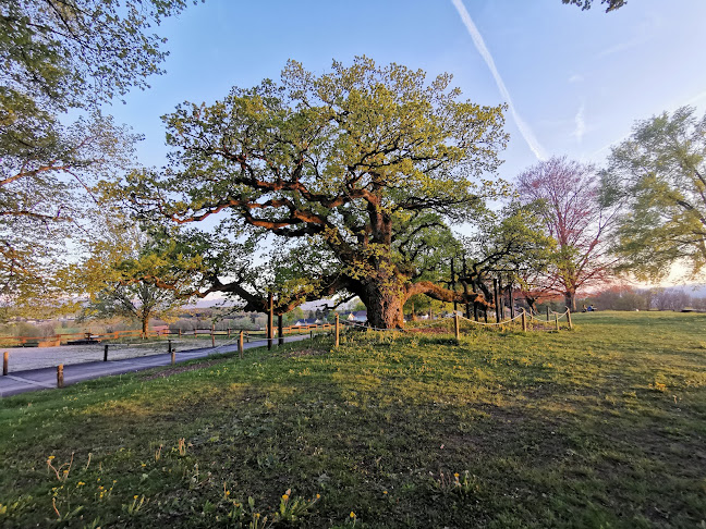 Chêne millénaire de Morrens