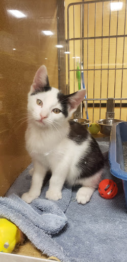 Pet Supply Store «PetSmart», reviews and photos, 4900 Monticello Ave, Williamsburg, VA 23188, USA