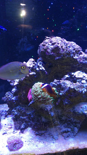 Pet Store «Fish Geeks», reviews and photos, 5845 Hillside Ln, Mechanicsburg, PA 17050, USA