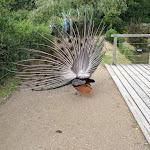 Photo n° 13 de l'avis de Lucas.u fait le 14/07/2021 à 11:19 pour Parc animalier et botanique & Parcabout de Branféré à Le Guerno