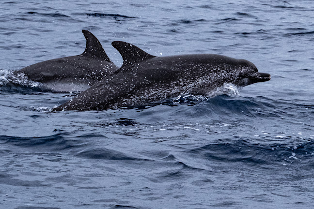 Azores Experiences - Whale Watching & Jeep Tours - Horta
