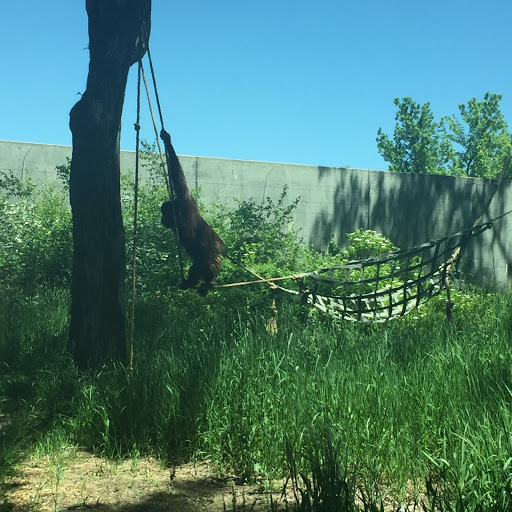 Golf Course «City Park Golf Course», reviews and photos, 2500 York St, Denver, CO 80205, USA