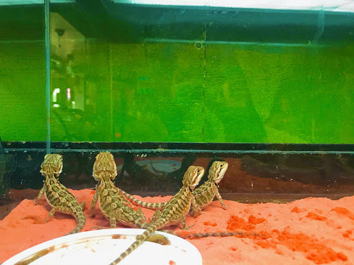 Pet Supply Store «E & M Pet Shop», reviews and photos, 5900 Whittier Blvd, Los Angeles, CA 90022, USA