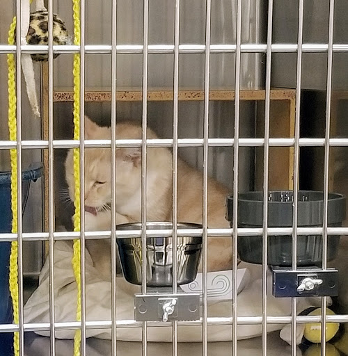 Pet Supply Store «PetSmart», reviews and photos, 335 Congress Ave, Boynton Beach, FL 33426, USA