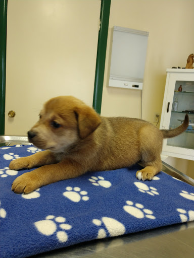 Morton Street Animal Hospital & Happy Hearts Pet Shelter