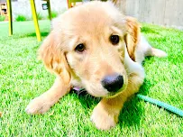 PetSitter Portland - Car repair in Portland, OR, Hillsboro - Rated 4.9/5