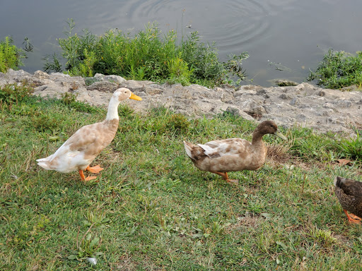 Park «Corwin M Nixon Park», reviews and photos, 6249 Mason Montgomery Rd, Mason, OH 45040, USA