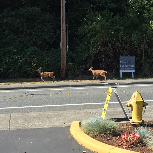 Auto Repair Shop «AA Auto Service Center», reviews and photos, 8004 Avondale Way NE, Redmond, WA 98052, USA