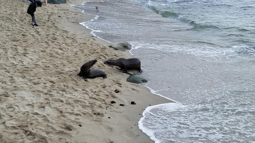 Gift Shop «The Cave Store», reviews and photos, 1325 Coast Blvd, La Jolla, CA 92037, USA