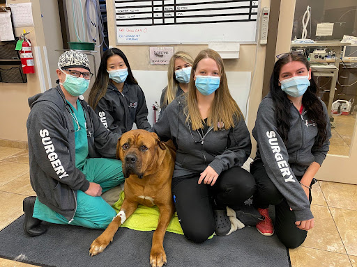 Central Island Veterinary Emergency Hospital image