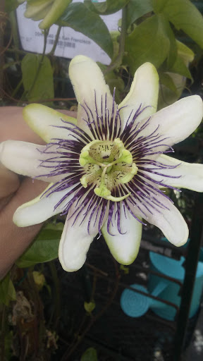 Hardware Store «Orchard Supply Hardware», reviews and photos, 2245 Gellert Blvd, South San Francisco, CA 94080, USA