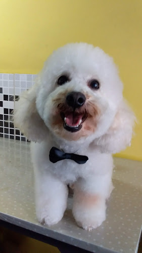 Opiniones de Peluqueados Peluqueria Canina en Minas - Peluquería