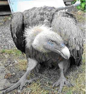 SOS Faune Sauvage à Verneuil-sur-Vienne