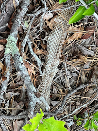 Pro Wildlife Removal Winston Salem - Photo 8 - Car repair in , Winston-Salem