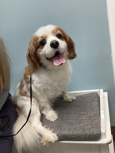 Burke Veterinary Clinic image