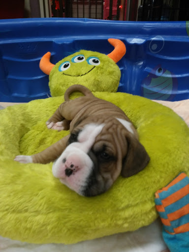 Shopping Mall «Marconi & Walnut Shopping Center», reviews and photos, 4949 Marconi Ave, Carmichael, CA 95608, USA