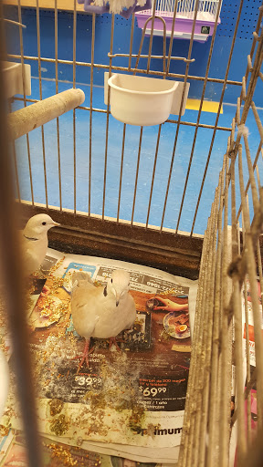 Pet Store «Petland Discounts - Paterson», reviews and photos, 128 Main St, Paterson, NJ 07505, USA