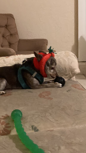 Pet Supply Store «Petco Animal Supplies», reviews and photos, 1808 Tamiami Trail a, Port Charlotte, FL 33948, USA