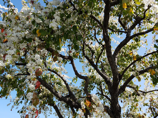 Coffee Shop «ZUMBAR Coffee & Tea», reviews and photos, 10920 Roselle St, San Diego, CA 92121, USA