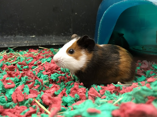 Pet Supply Store «PetSmart», reviews and photos, 1013 W University Ave, Georgetown, TX 78628, USA