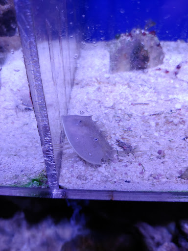 Pet Store «Corals and Fins», reviews and photos, 5011 W Hillsborough Ave, Tampa, FL 33634, USA