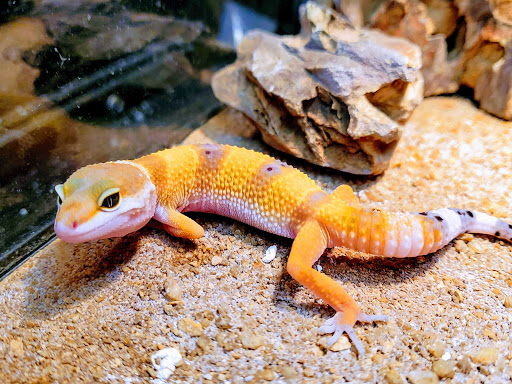 Pet Store «Bluewater Zoo Exotic Aquariums & Reptiles», reviews and photos, 159 Miracle Strip Pkwy SE, Fort Walton Beach, FL 32548, USA