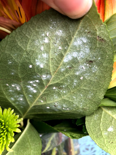 Florist «Joy Flowers Inc.», reviews and photos, 2616 Ogden Ave E, Aurora, IL 60504, USA