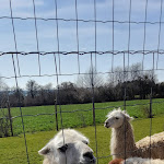 Photo n° 1 de l'avis de Sophie.o fait le 05/04/2023 à 18:10 pour L'Arche de Noé à Éteignières