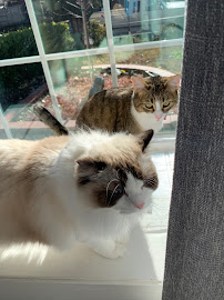 Eden's Best Cat Sitting - Photo 6 - Car repair in , San Jose