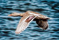 Jessie Hall Photography - Photo 5 - Car repair in , Abilene