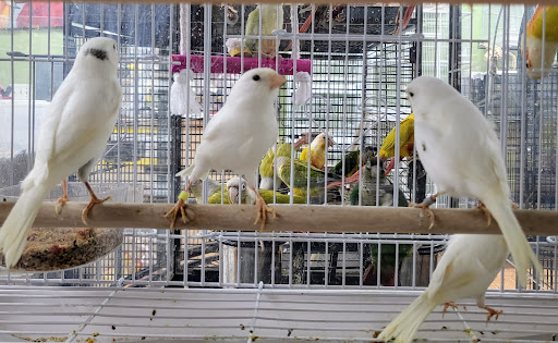 Pet Store «Louis Birds Pets & Supplies», reviews and photos, 80 Keyes St, San Jose, CA 95122, USA