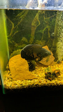 The Tropical Fish Shoppe Inc. - Photo 8 - Car repair in West Fargo, ND, Fargo